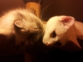20140408_230830-1024x616